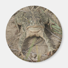 Imã R10 Prairie Toad