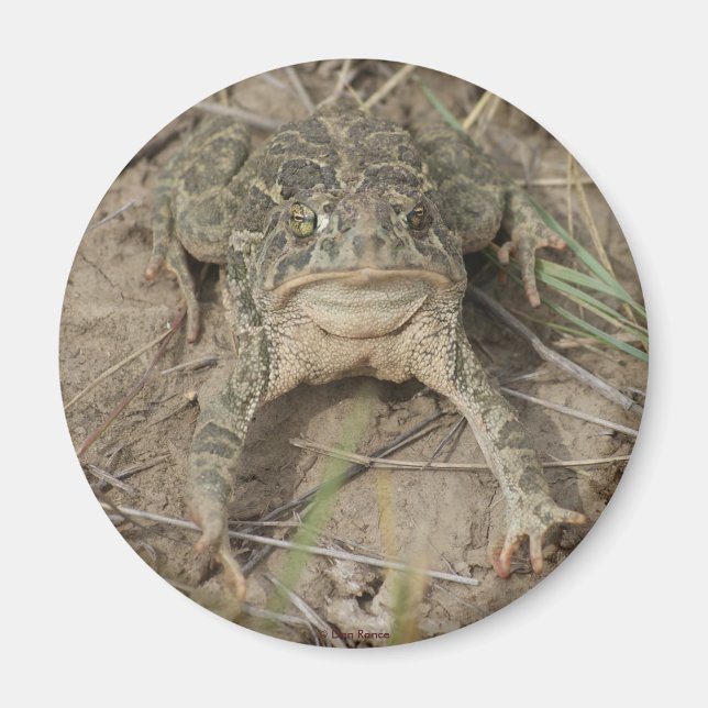 Imã R10 Prairie Toad (Frente)