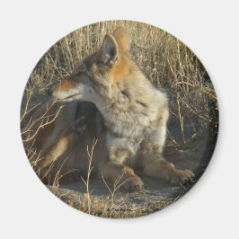 Imã R16 Coyote Coçando