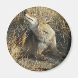 Imã R17 Coyote Coçando