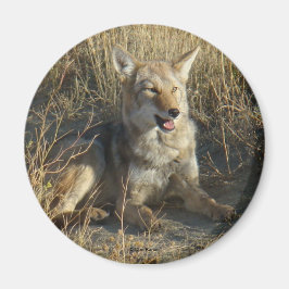 Imã R18 Coyote Lay