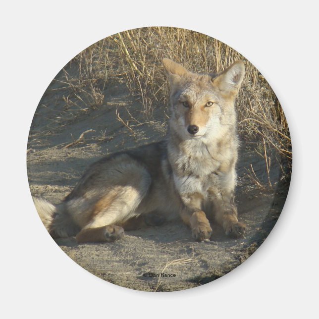 Imã R19 Coyote Deitado (Frente)