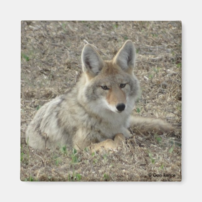 Imã R22 Coyote Lay (Frente)