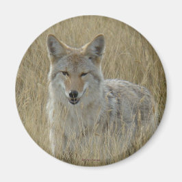 Imã R2 Coyote na Grama Alta