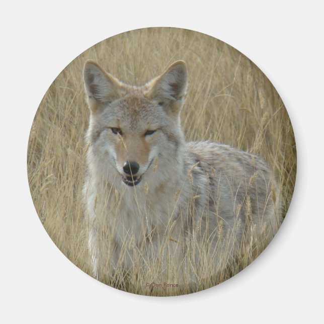 Imã R2 Coyote na Grama Alta (Frente)