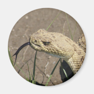 Imã R8 Prairie Rattlesnake Head Shot