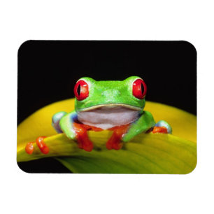 Ímã Rã-arbórea-de-olho-vermelho, Agalychinis callidrya