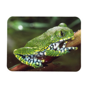 Ímã Rã-arbórea de olhos grandes, Leptopelis vermiculat