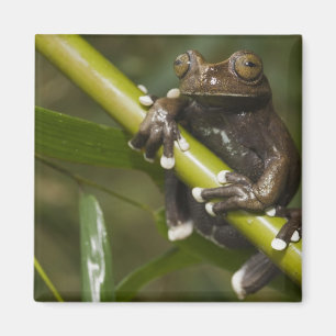 Imã Rã-árvore Cativa Tapichalaca Hyloscirtus 2