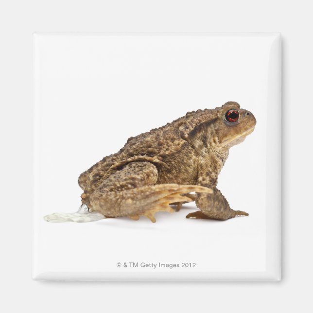 Imã Rã comum ou sapo europeu (Bufo bufo) mijando (Frente)