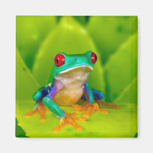Imã Rã de olhos vermelhos, Costa Rica