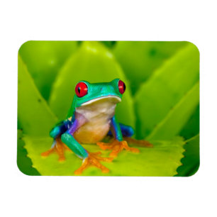 Ímã Rã de olhos vermelhos, Costa Rica