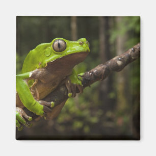 Imã Rã folha gigante Phyllomedusa bicolor)