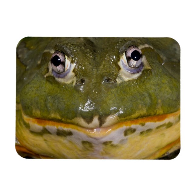Ímã Rã-Touro-Africana, Pyxicephalus (Horizontal)