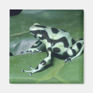 Imã Rã-veneno, (Dendrobates auratus) Cahuita