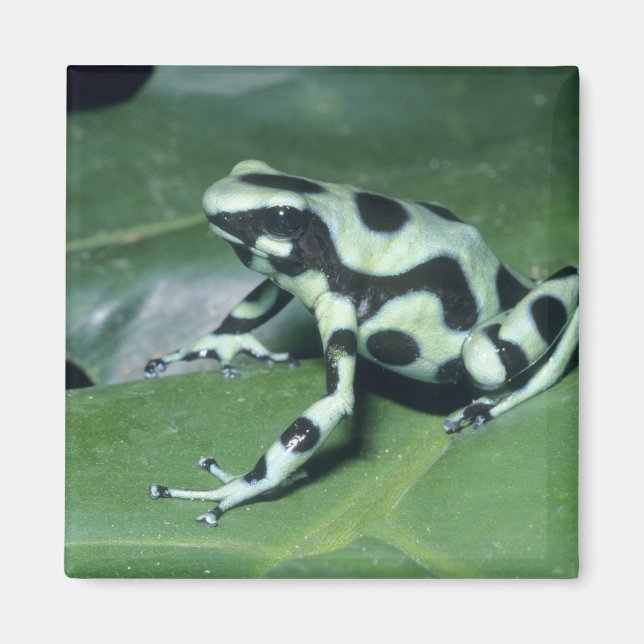 Imã Rã-veneno, (Dendrobates auratus) Cahuita (Frente)