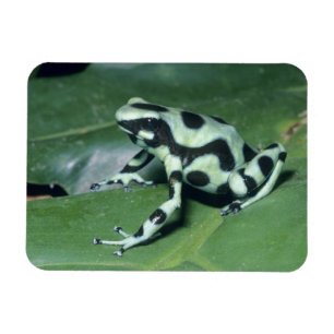 Ímã Rã venenosa, (Dendrobates auratus) Cahuita
