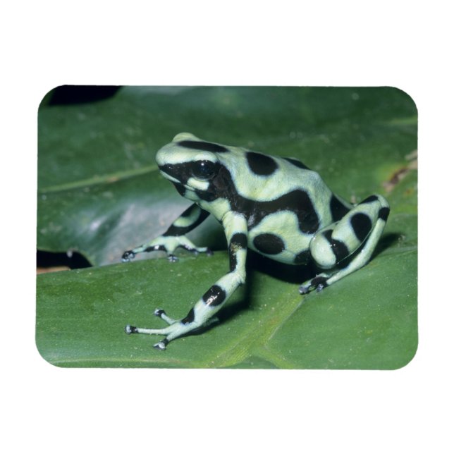 Ímã Rã venenosa, (Dendrobates auratus) Cahuita (Horizontal)