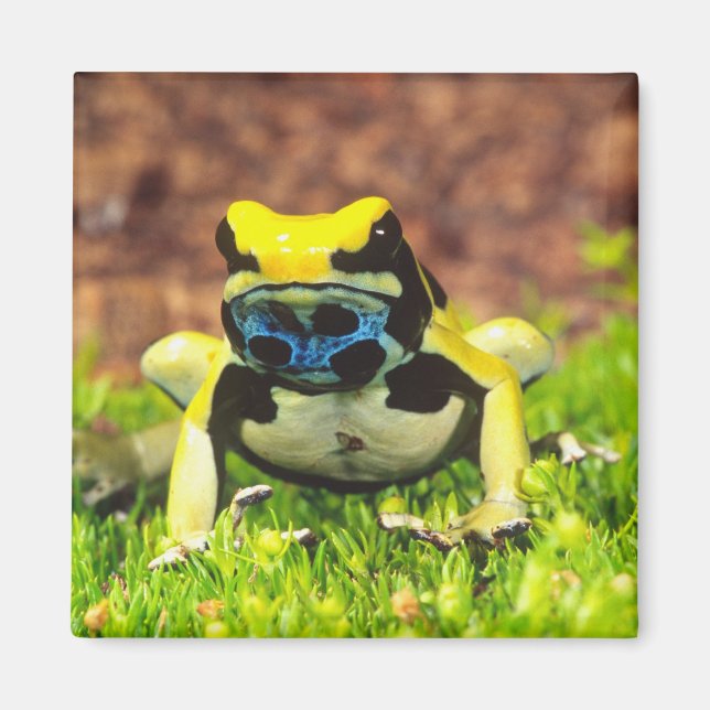 Imã Rã-venenosa, Dendrobates tinctorius, (Frente)