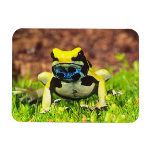 Ímã Rã venenosa, Dendrobates tinctorius,