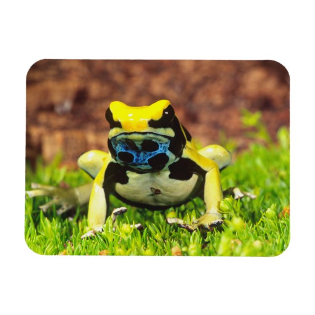 Ímã Rã venenosa, Dendrobates tinctorius, (Horizontal)