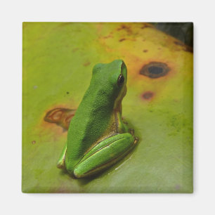 Imã rã verde