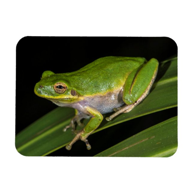 Ímã Rã-verde (Hyla cinerea) 2 (Horizontal)