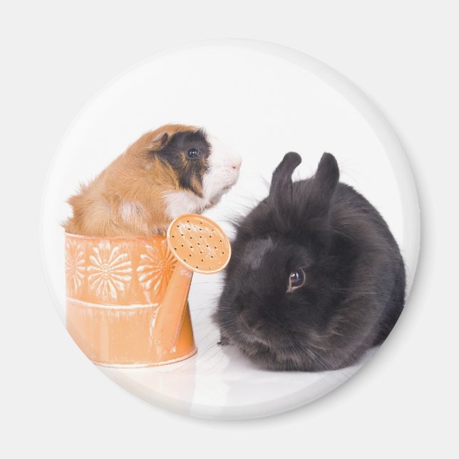 Imã rabbit and guinea pig (Frente)