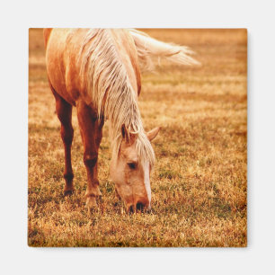 Imã Raça de Cavalo