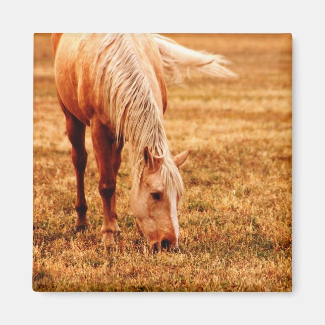 Imã Raça de Cavalo (Frente)