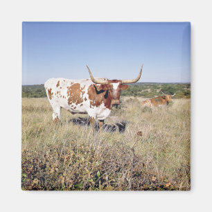 Imã Raça de Texas Longhorn (foto)