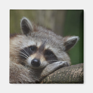 Imã Raccoon