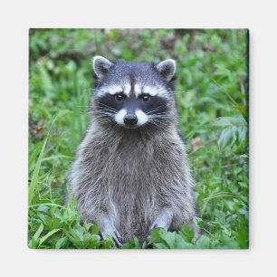 Imã Raccoon