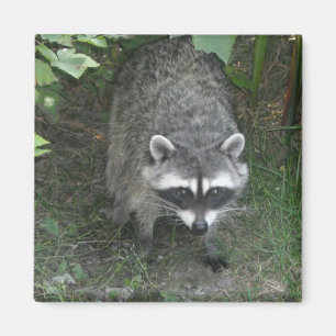 Imã Raccoon