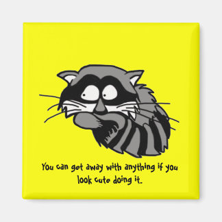 Imã Raccoon