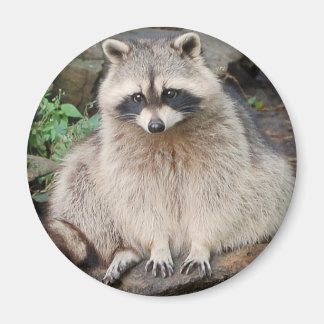 Imã Raccoon