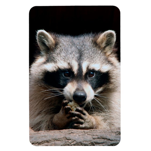 Ímã Raccoon 004 (Vertical)