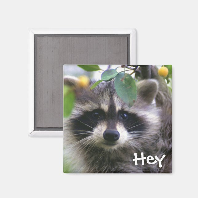 Imã Raccoon em Crabapple Tree Magnet (Front/Back)