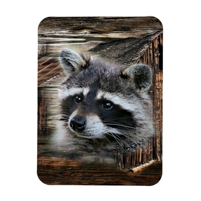 Ímã Raccoon No Velho Barn (Vertical)
