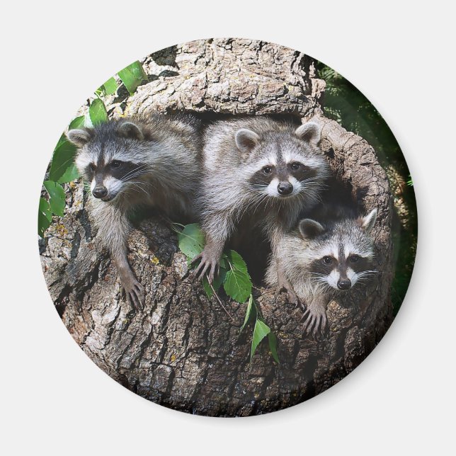 Imã Raccoon - Os Três Amigos (Frente)