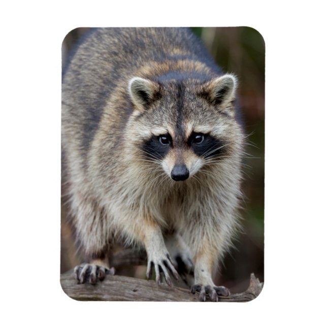 Ímã Raccoon, Procyon lotor, Flórida, EUA 2 (Vertical)