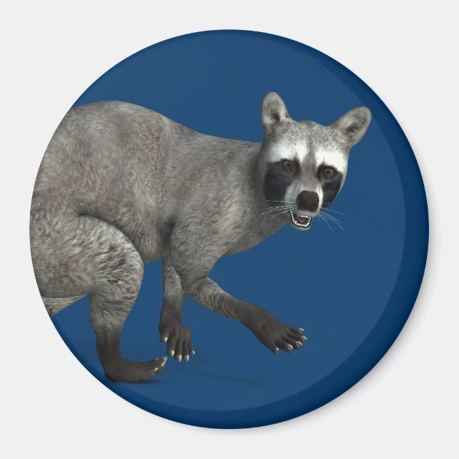 Imã Raccoon surpreso (Frente)