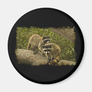 Imã Raccoons