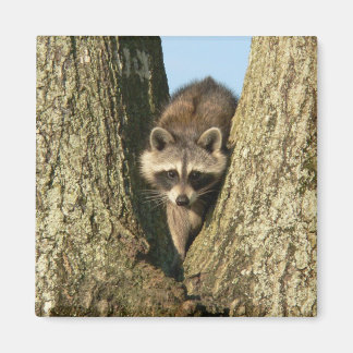 Imã Racoon Magnet