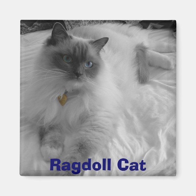 Imã Ragdoll Cat (Frente)