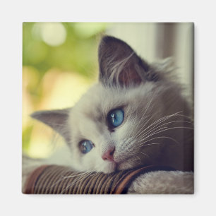 Imã Ragdoll Kitten