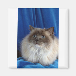 Imã Ragdoll, ponto azul