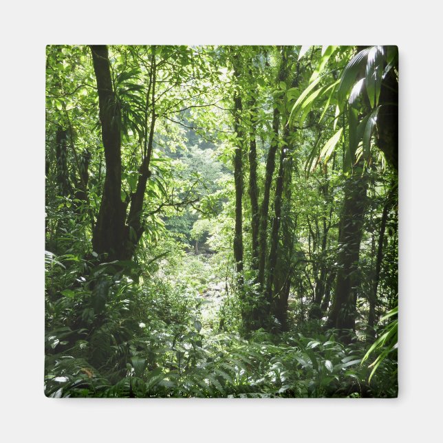 Imã Rain Forest II Tropical Verde (Frente)