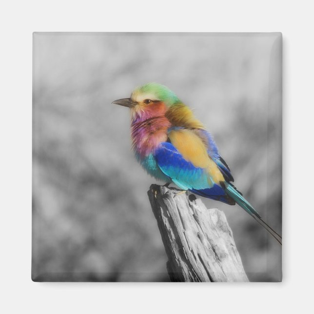 Imã Rainbow Bird (Frente)