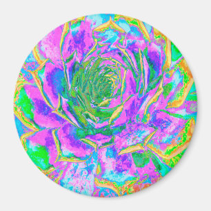 Imã Rainbow Colors Fiesta Succulent Sedum Rosette